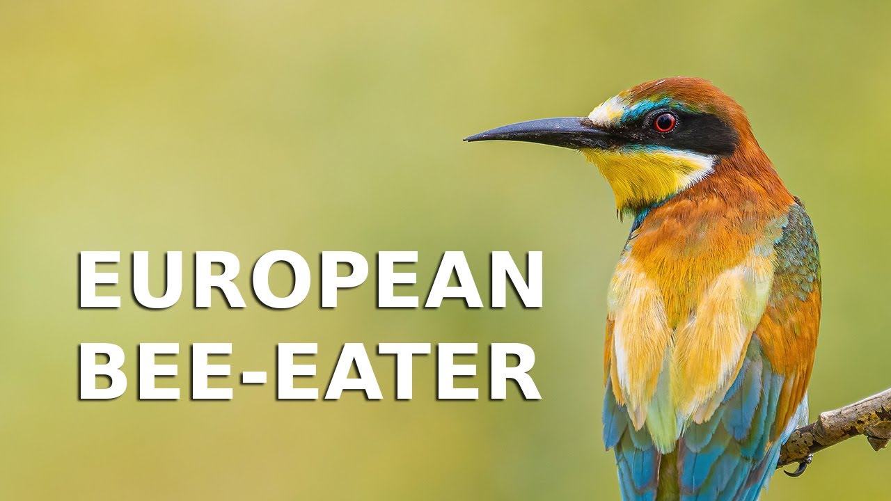 Vlha pestrá (Merops apiaster) / European bee-eater