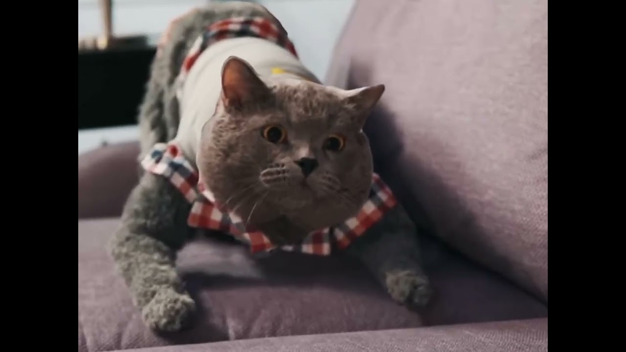 CATch Me If You Can  (by @AaronsAnimals ) Explained in 3 minutes.
