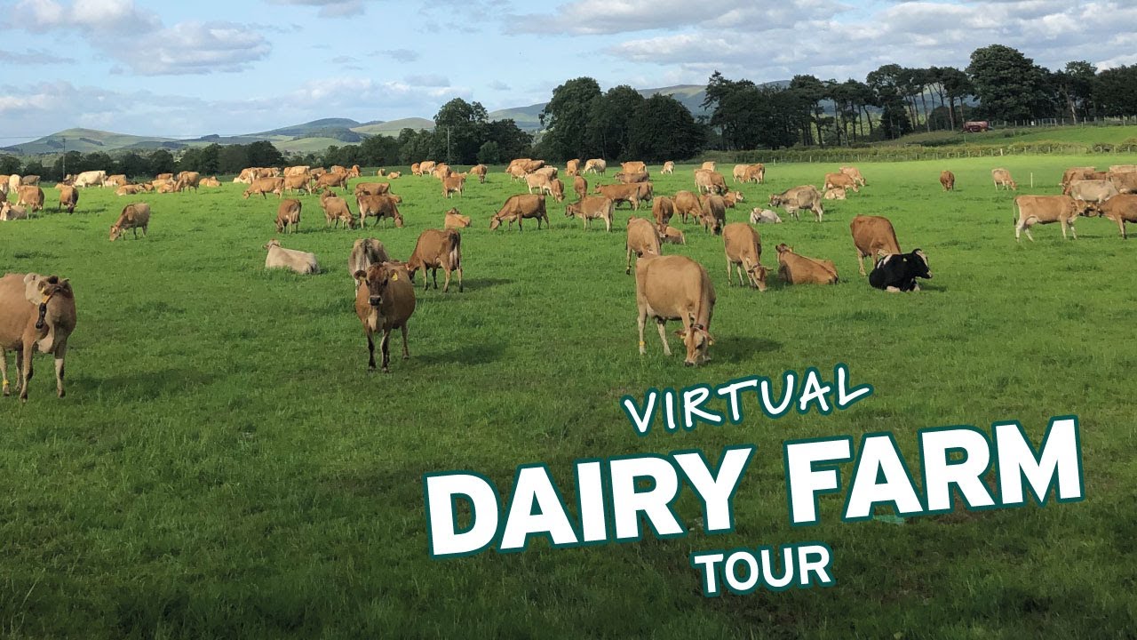 A Virtual Tour Of A Dairy Farm In Biggar, Scotland (Part 2)