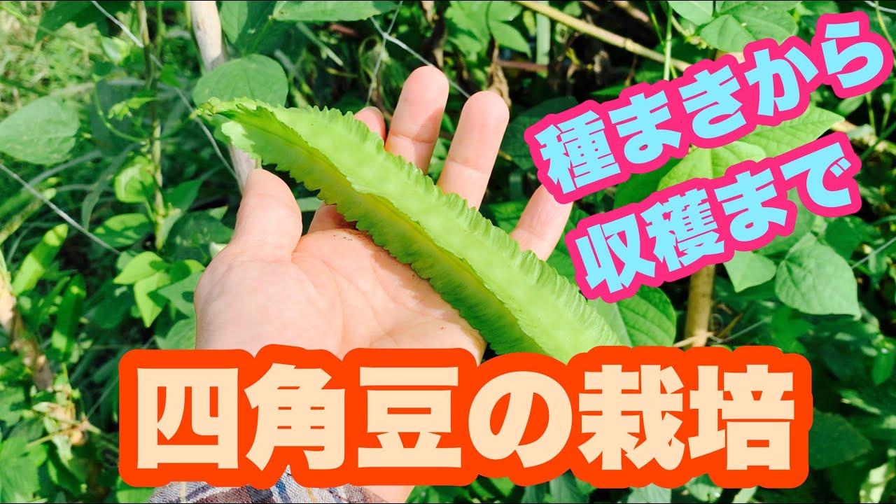 四角豆の栽培記録 種まきから収穫まで266日間の記録