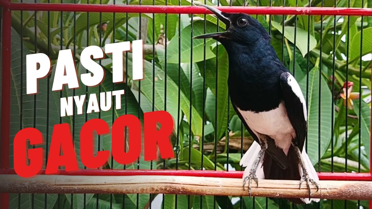 SUARA KACER NGEPLONG INI AMPUH BIKIN KACER BAHAN LANGSUNG NYAUT !