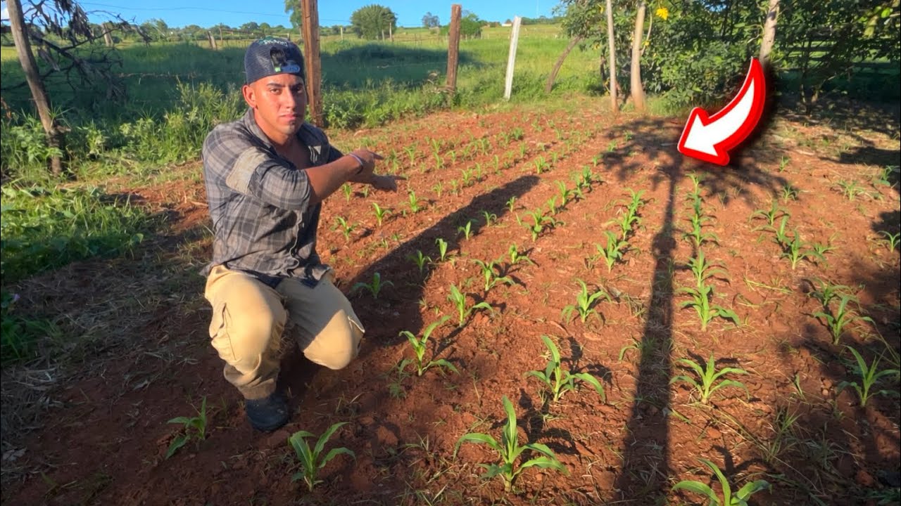 PLANTEI MILHO PELA PRIMEIRA VEZ NA MINHA FAZENDA