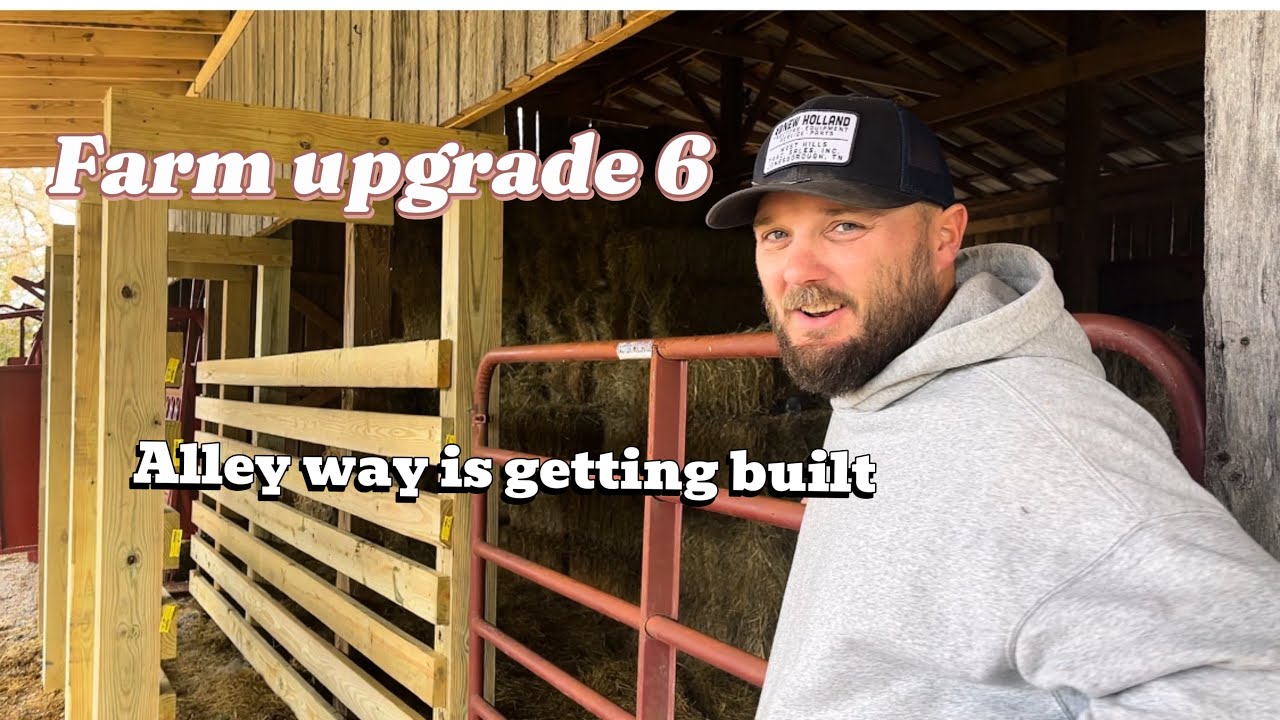 Cattle working facility (Alleyway)