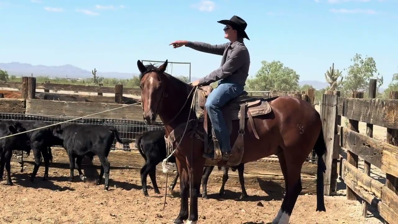 Blu Memphis Boon   Lot 11  The Horse Sale @ Rancho Rio 2026   #horse #ranch #headhorse #cowboys 