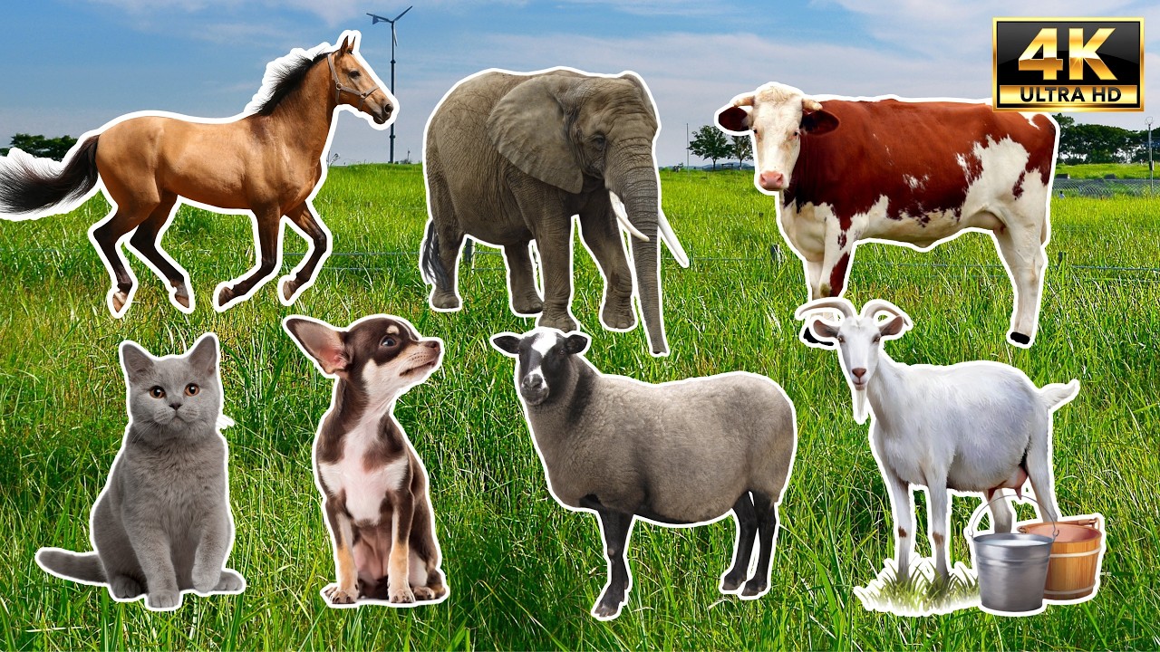 100 Farm, Wild & Pet Animal Sounds in 4K | Text Only