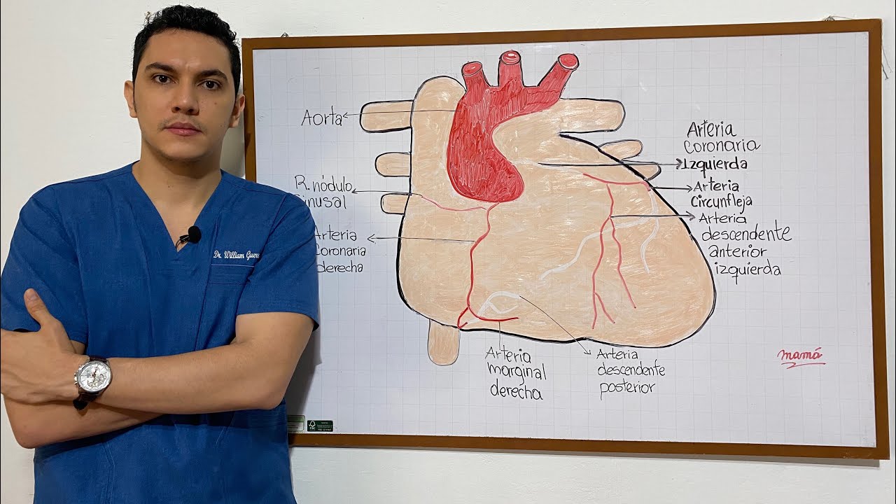 Anatom&iacute;a - Circulaci&oacute;n - Irrigaci&oacute;n - Sistema El&eacute;ctrico del Coraz&oacute;n | Dr. William Guerrero