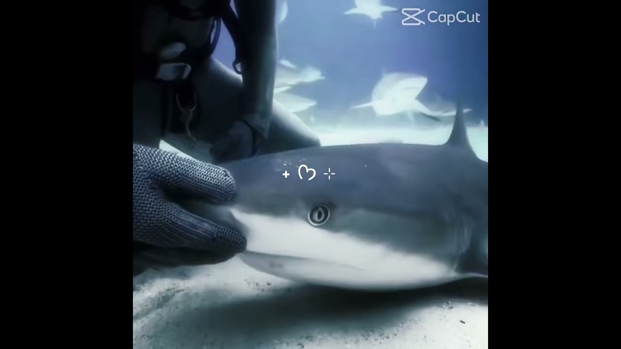 I love sharks 🦈  shark edit🦈🩵💙