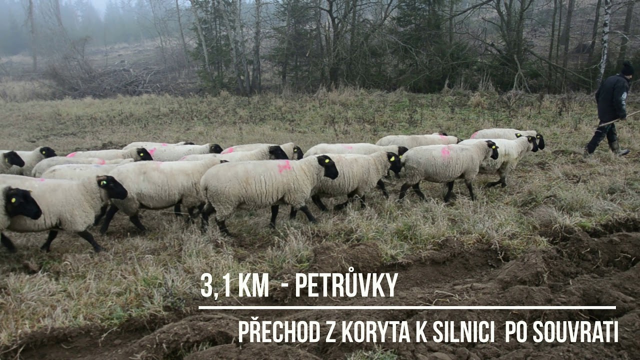 Pasení ovcí - cesta z Opatova do Předína