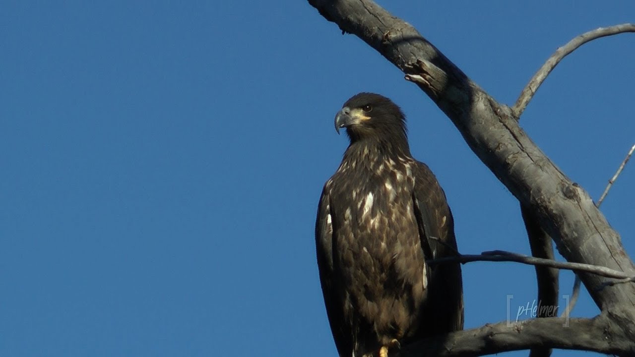A Young Eagle's First Flight
