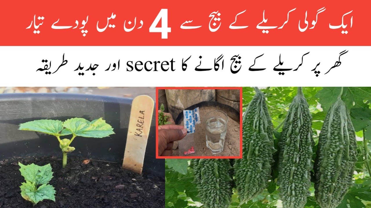 1 Goli se karela k beej 4 din me ugayen || How to grow bitter gourd fast and easy.