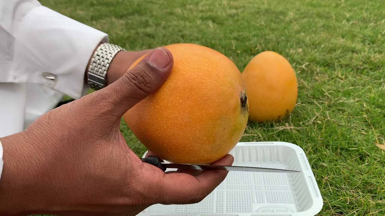 تذوق طعم مانجو صنف ياسمينا