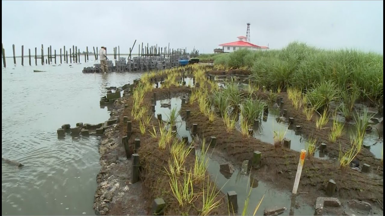 Living Shorelines: Restore America's Estuaries