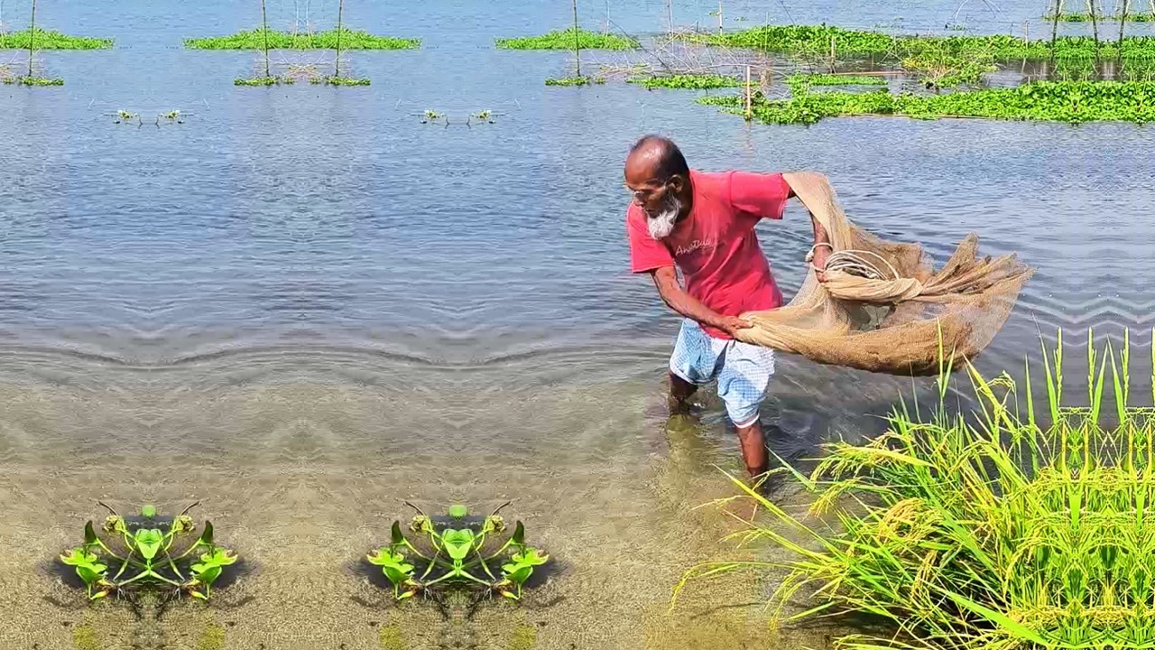 Very Amazing Village River Net Fishing - Poor Fisherman Try Catch Fish by Net - Fishing in Pond