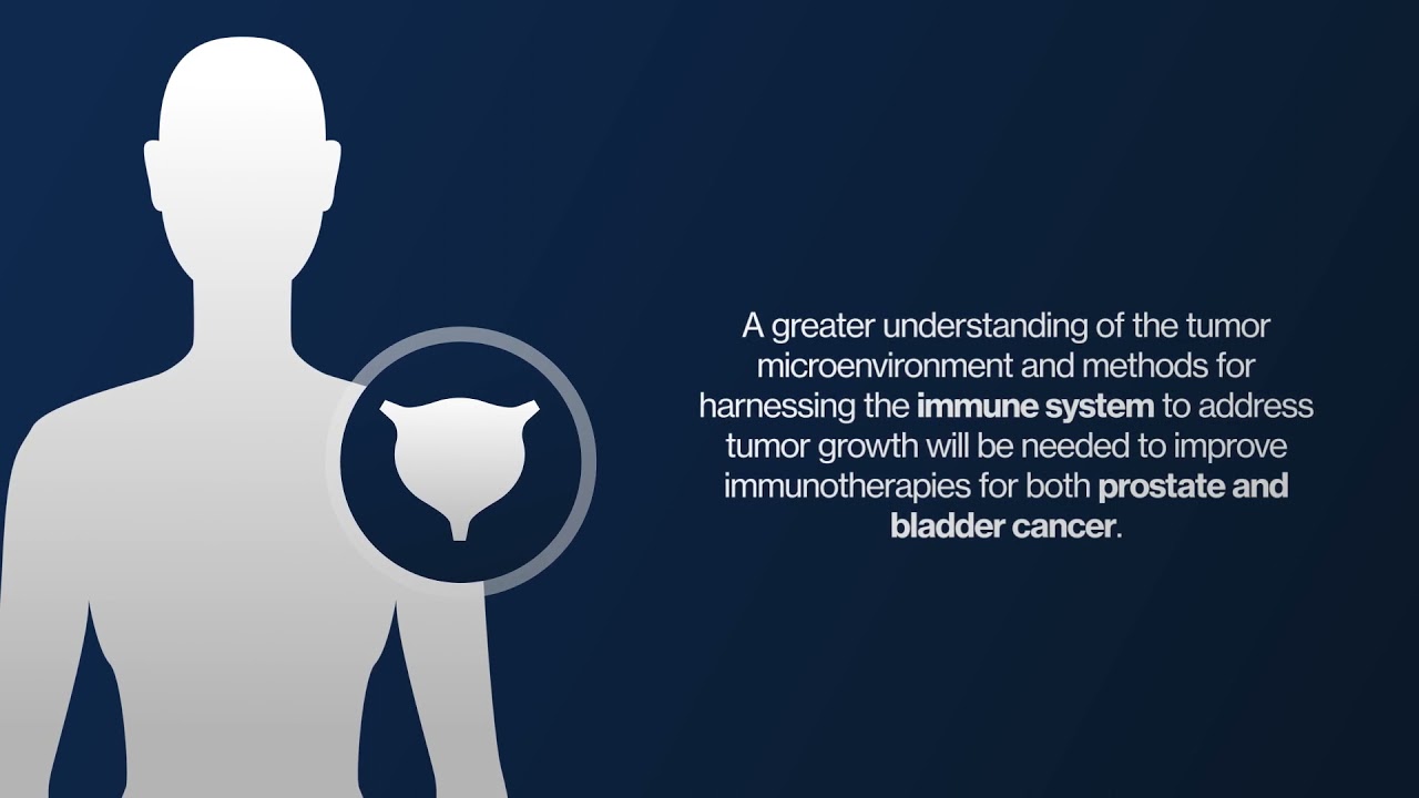 The Tumor Microenvironment and Immunotherapy in Prostate and Bladder Cancer