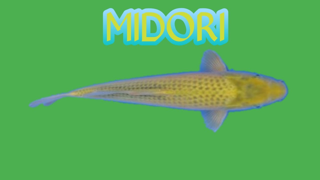 IKAN KOI LOKAL BLITAR MIDORI