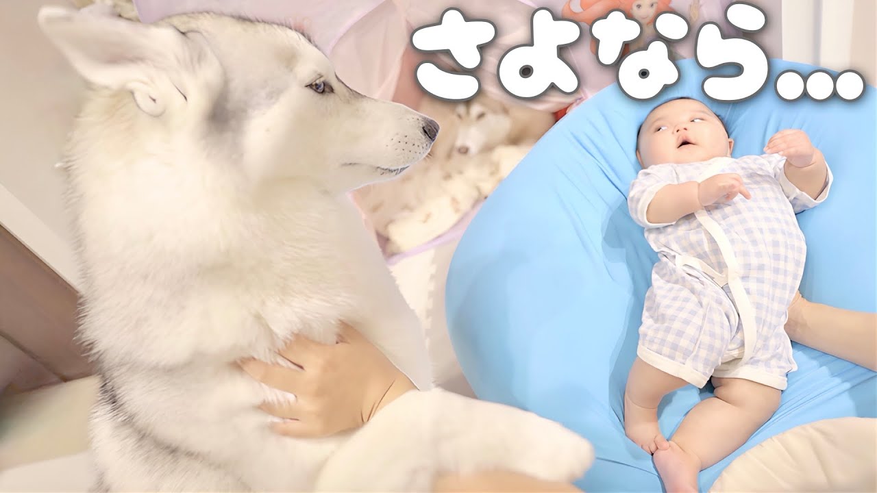 お別れが近づくと赤ちゃんから離れたくない愛犬が愛おしすぎました...