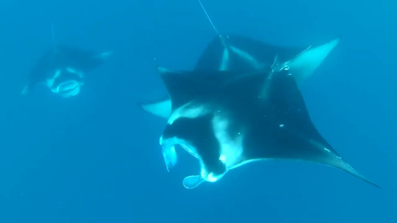 Diving with Manta Rays Bora Bora