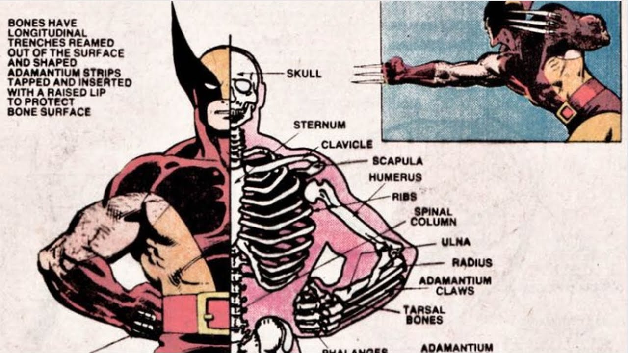 Szkielet Wolverine'a - wady i zalety