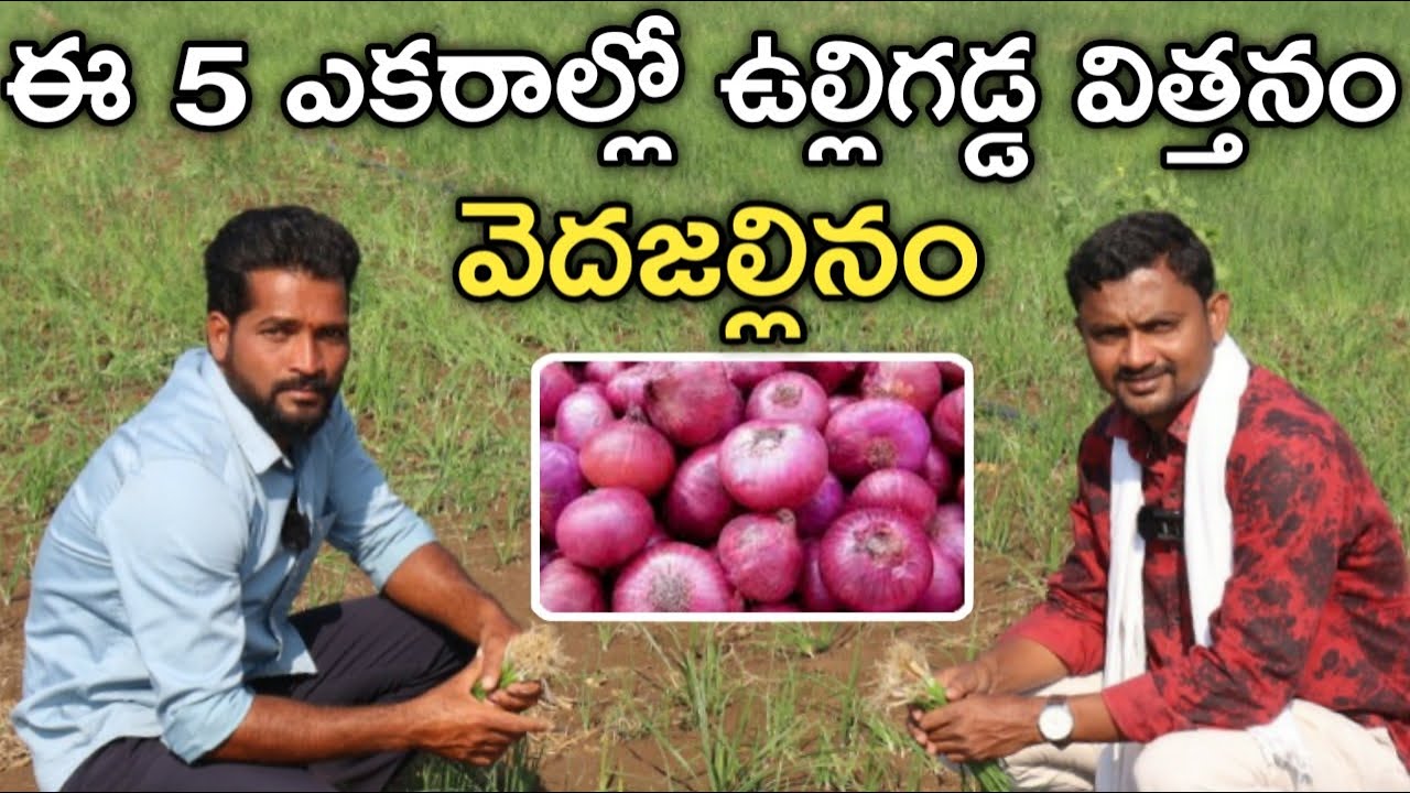 5 ఎకరాల్లో ఉల్లి విత్తనం వెదజల్లిన.. ఖర్చు తగ్గింది | Onion Cultivation | రైతుబడి