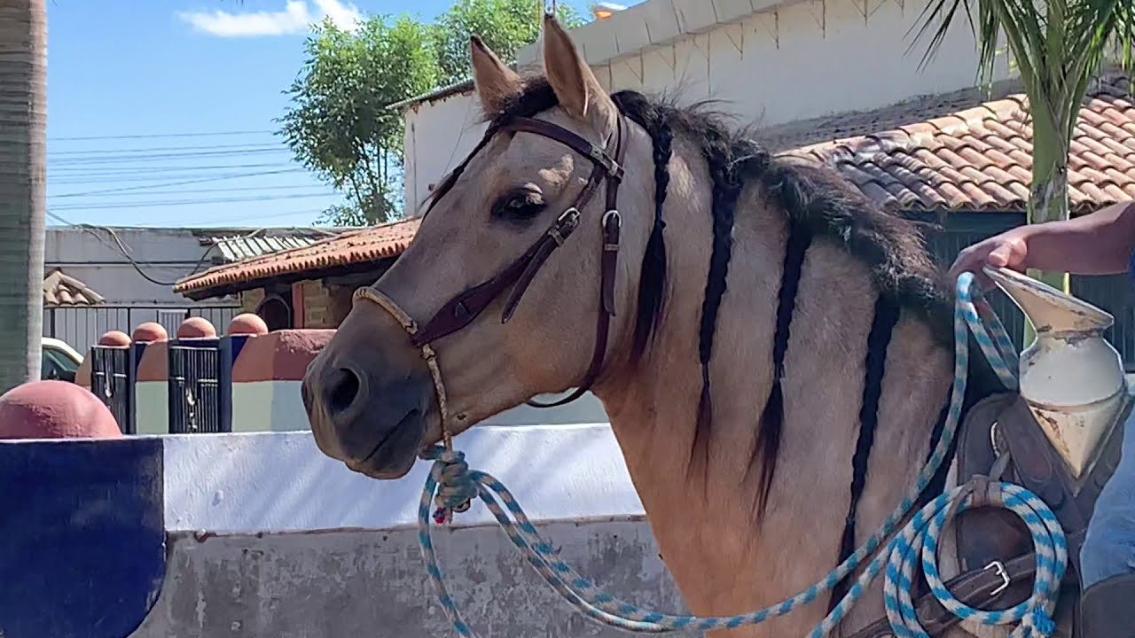 Doma Básica ya Montado en Rayo🐴 Video 2 de 4