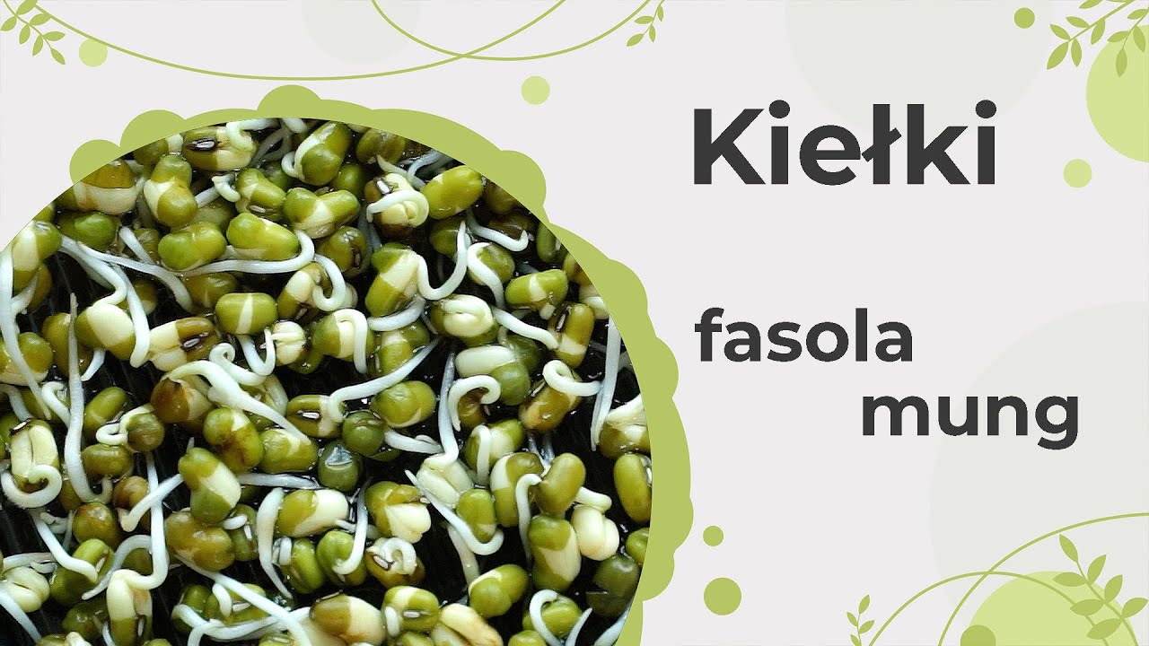 Kiełki fasoli mung. Jak je uprawiać i jaki mają wpływ na nasze zdrowie?