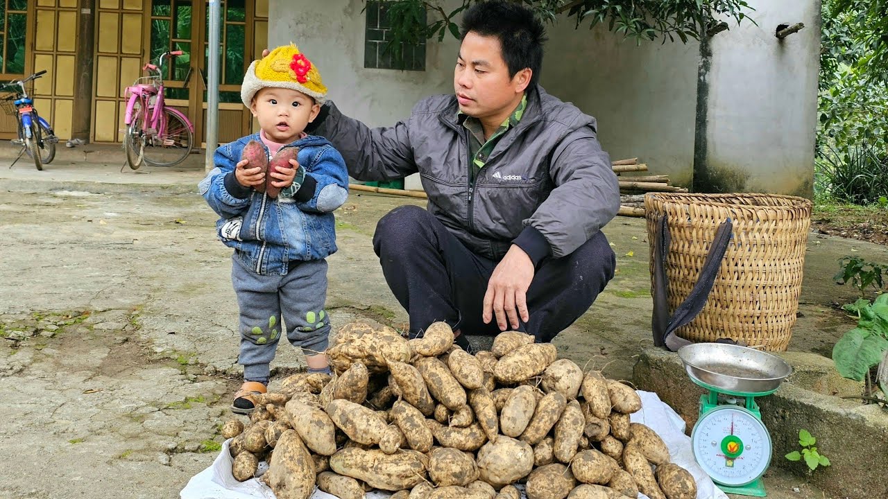 Harvesting Sweet Potato Garden goes to the market sell and Cook food for pigs, ducks and chickens