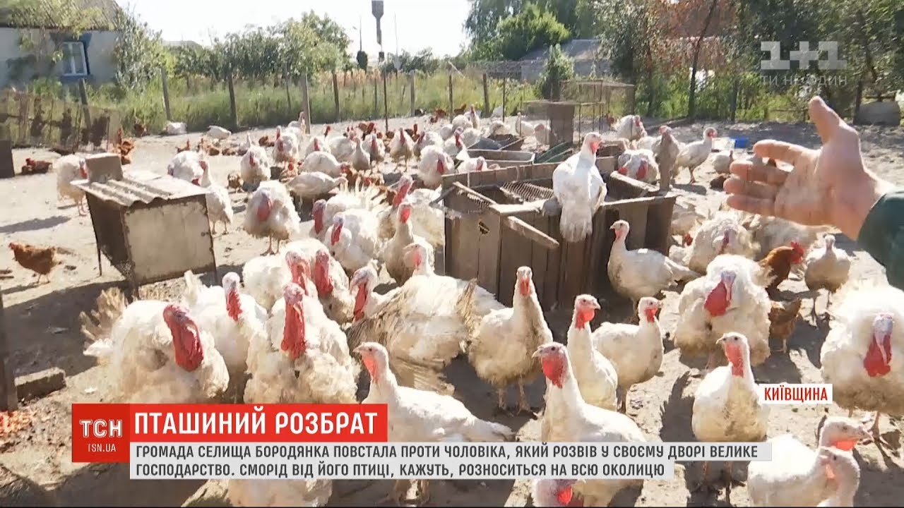 Як кури стали смердючим лихом для людей: під Києвом громада постала проти фермера