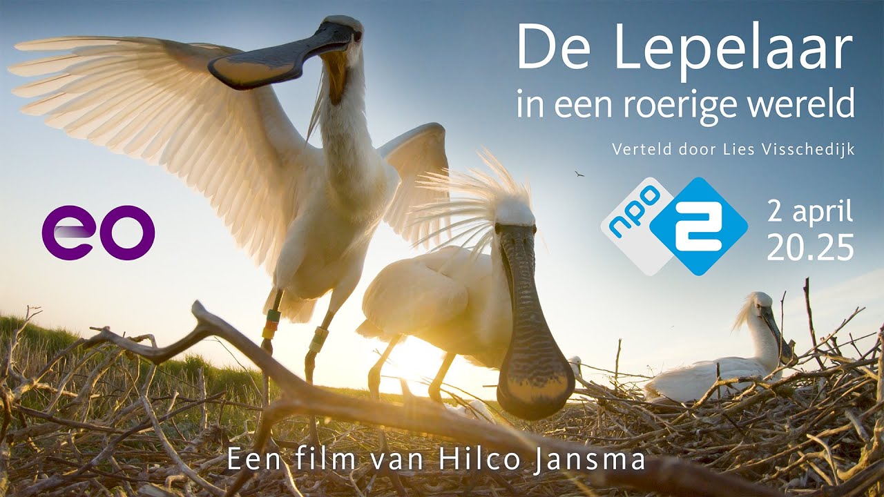 Intro film: De lepelaar in een roerige wereld