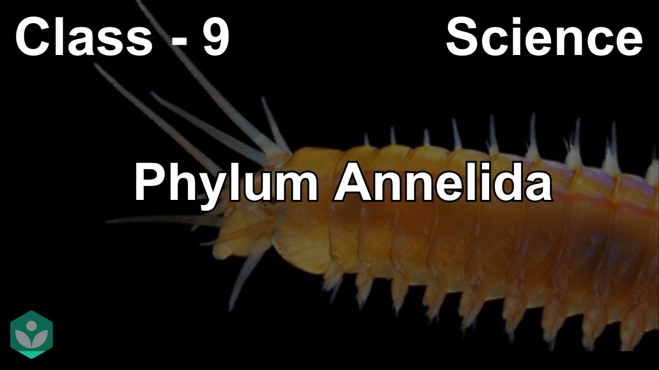 Тип Кольчатые черви (Annelida) | Разнообразие живых организмов | Биология | 9 класс | Телангана |...