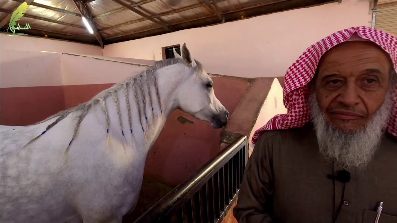 زيارة مربط الحصن للعتاق للخيل العربيه للفارس عبدالله عليوي القرشي