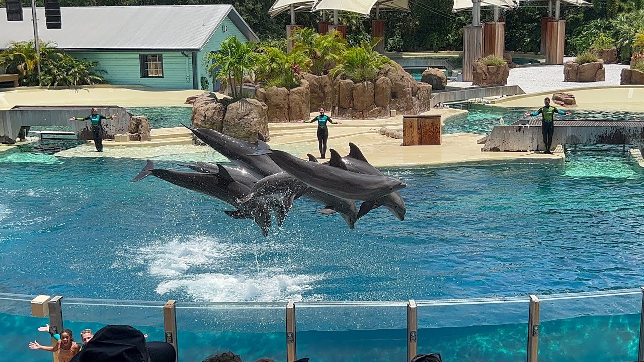 Dolphin Adventures (Full Show in 4K) | SeaWorld Orlando | June 30, 2023