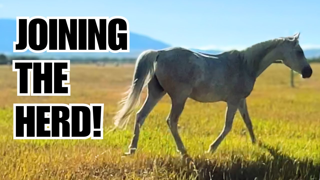 ARABIAN horse gets his own herd! ❤️ He loves it!