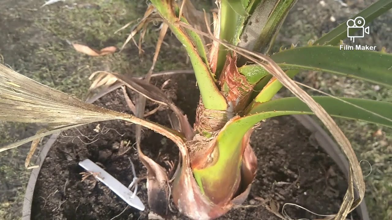 (105) Washingtonia filifera - Pleśniejący stożek wzrostu , próba ratowania☹️😭 (cz.1)