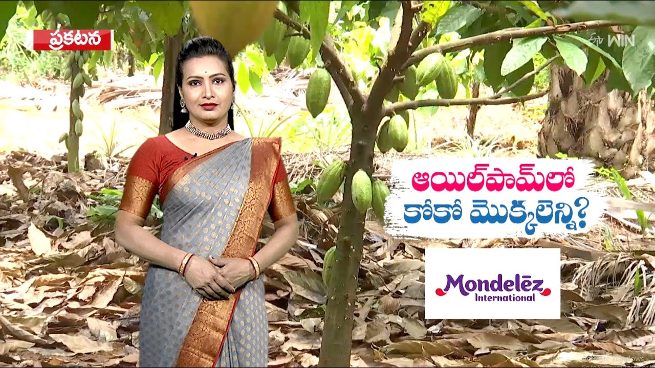 Cocoa Farming | కోకో సాగు -  ఆయిల్ పామ్ లో కోకో మొక్కలెన్ని? | Cocoa Cultivation | 9th August 2023