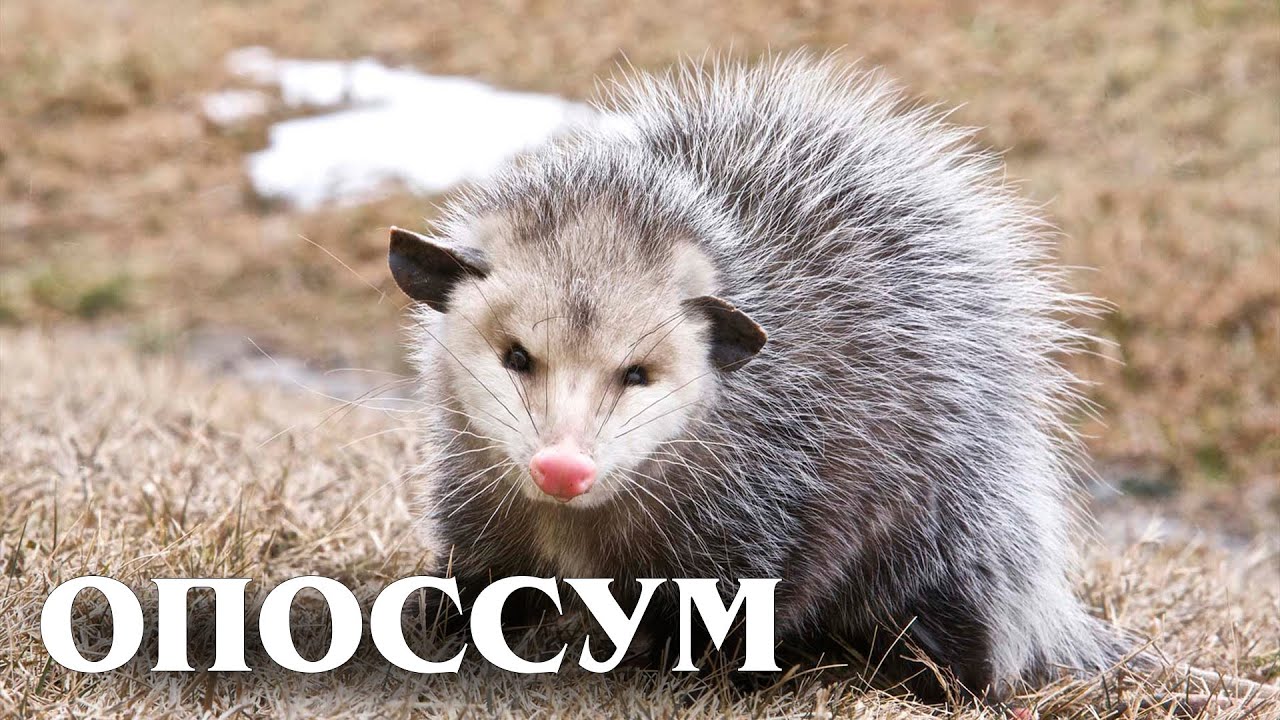 Северный Опоссум: Доисторический Актёр | Интересные факты про опоссумов