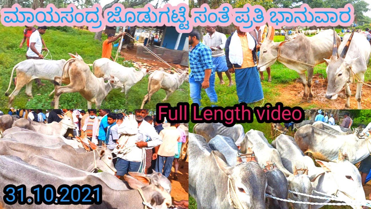 ಮಾಯಸಂದ್ರ ಜೊಡುಗಟ್ಟೆ ಸಂತೆ ಭಾನುವಾರ hallikar Bulls Market weekly Sunday morning Jodugatte Mayasandra