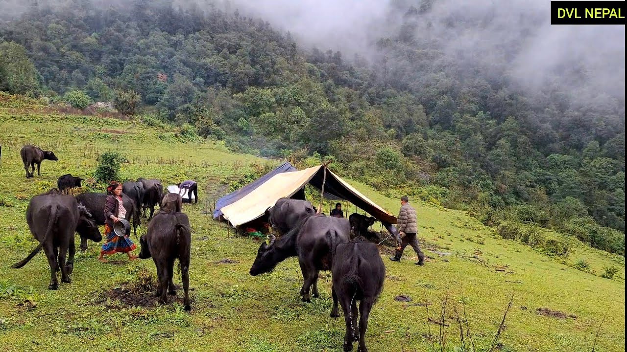  Off-Grid Life in Nepal | Shepherd&rsquo;s Day in the Foggy Mountains