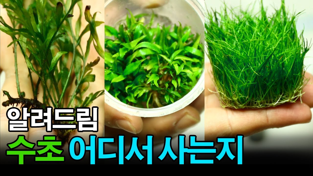 어항에 심을 수초, 어디서 사는지 알려드리겠습니다.