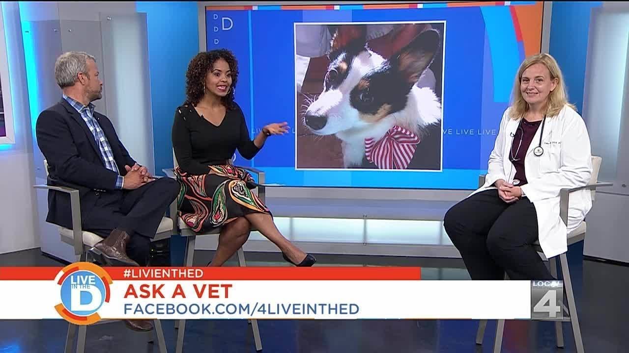 Find Out The Answers To All Your Pet Questions