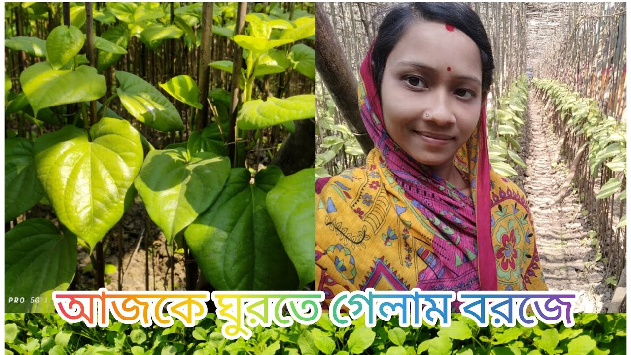 আজকে ঘুরতে গেলাম আমাদের বরজে🌱🌿boroj#vlog video#please#like#subcribe@suchitra vlogs12
