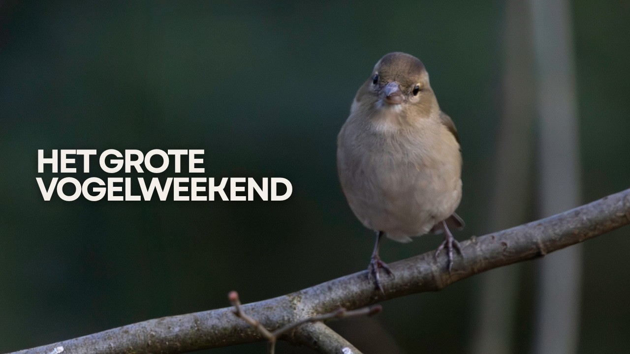 15 minuten vogels tellen: dit kwam ik tegen - Het Grote Vogelweekend 2026