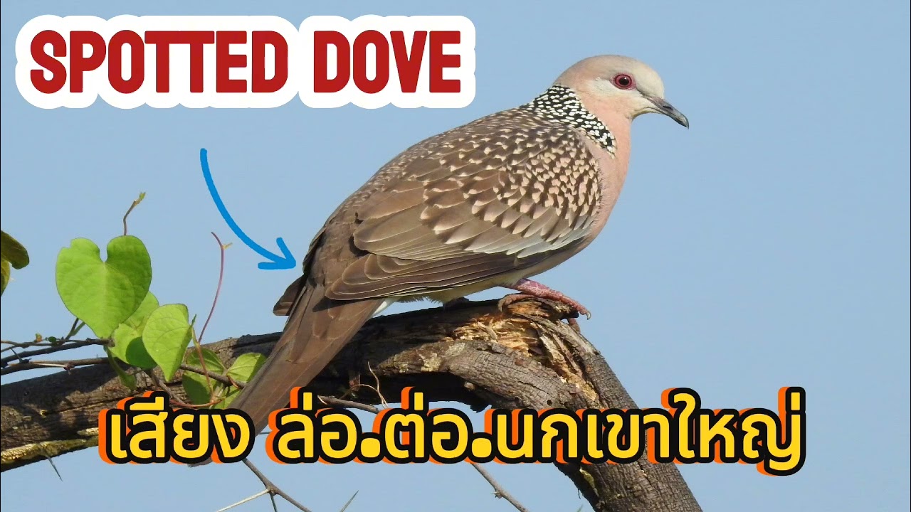 เสียง ล่อต่อนกเขาใหญ่/spotted dove