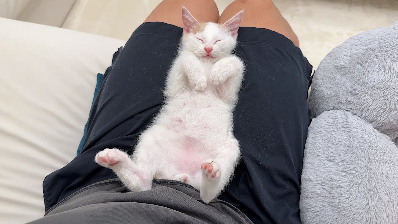 保護した子猫に懐かれすぎて一日中離れてくれずにこうなっちゃいました…