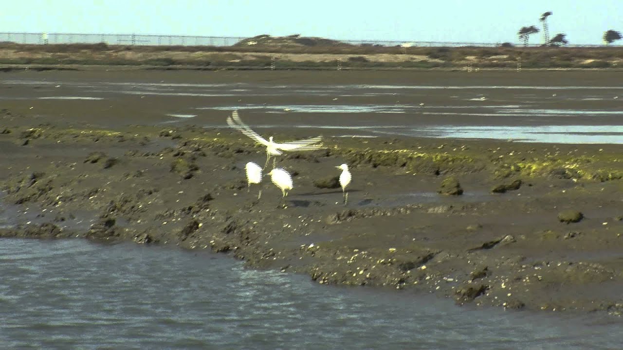 Estuary Reborn In South San Diego Bay
