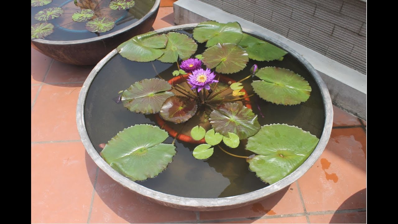 Hoa súng trồng chậu xi măng | Planting waterlily in a concrete pot