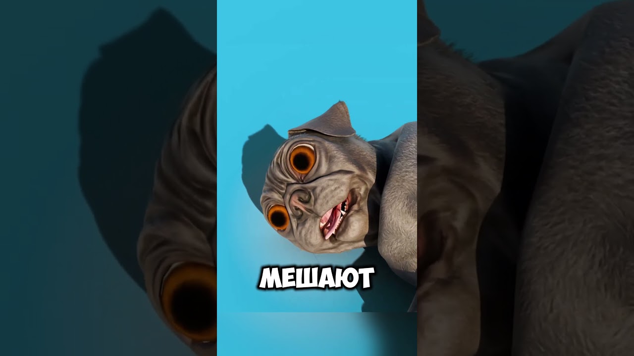 Мопсы могут вымереть в ближайшем будущем @Zackdfilms