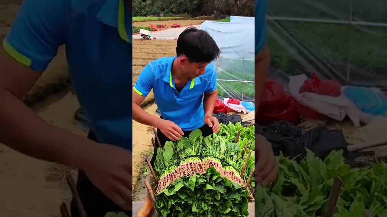 Bundles of leafy greens tied, farm rows stretch