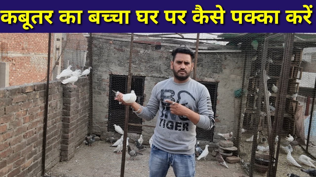 kabutar ka Bacha Ghar par kese Pakka karen