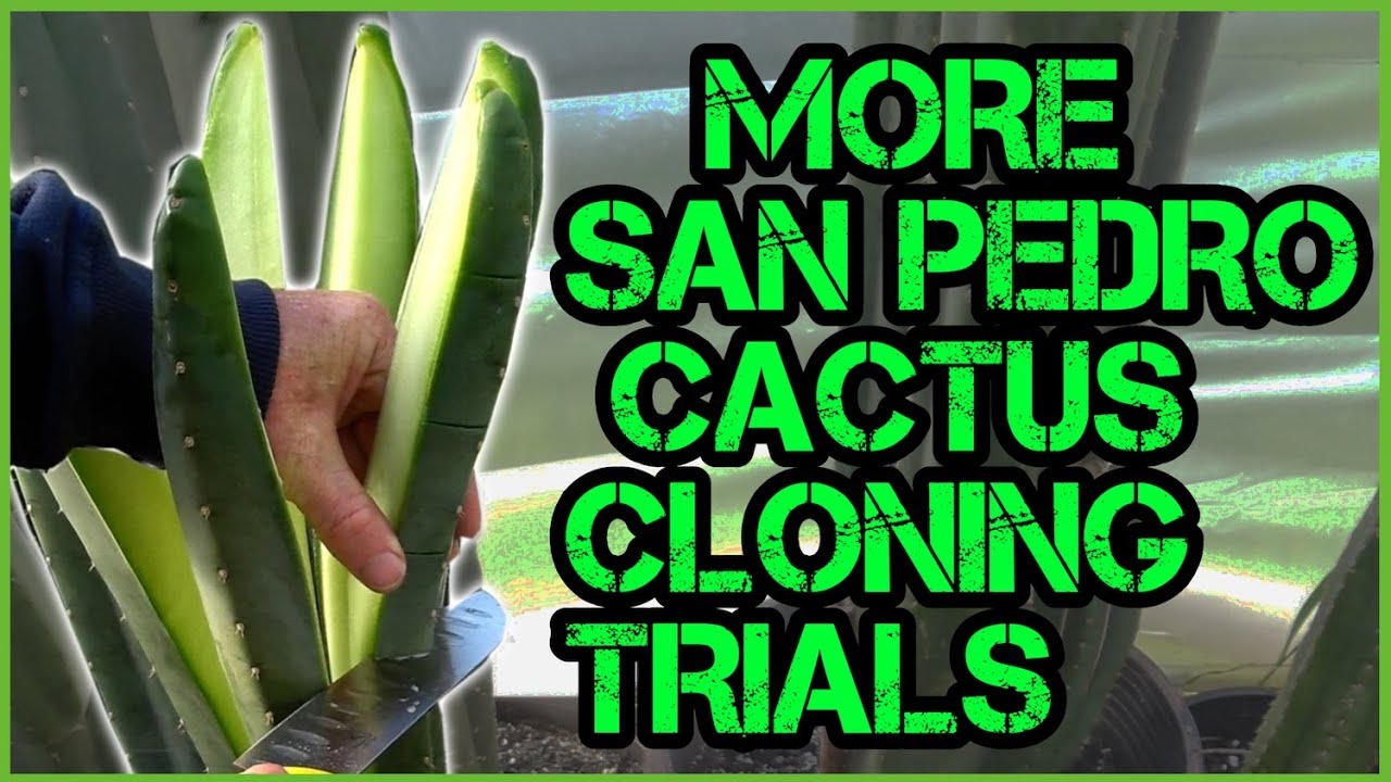 San Pedro Cactus Mini Propagation Experiments Phase 2, Splitting and Chips