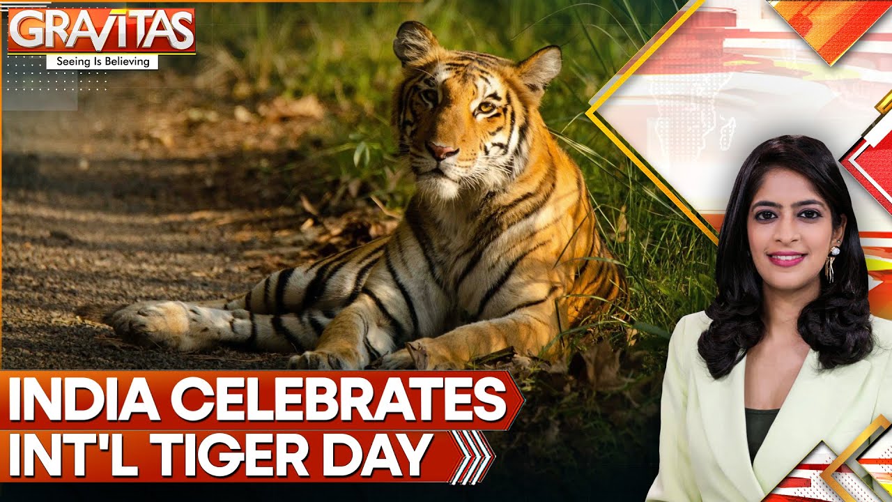 India's Tiger Population on the Rise | GRAVITAS